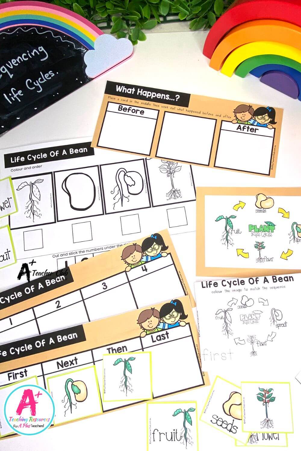 Life Cycle Sequencing 4 Steps - Bean Activities Pack