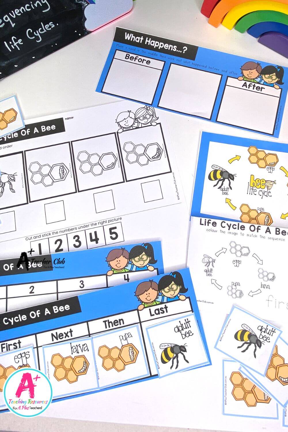 Life Cycle Sequencing 4 Steps - Bee Activities Pack